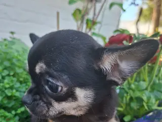 Chihuahua honden Chihuahua - Advertentie 1