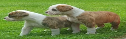 Amerikaanse Bulldog honden te koop: Prachtige Amerikaanse bulldog pups met stamboom - Advertentie 7