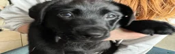 Labrador Retriever honden te koop: Labrador pups - Advertentie 5