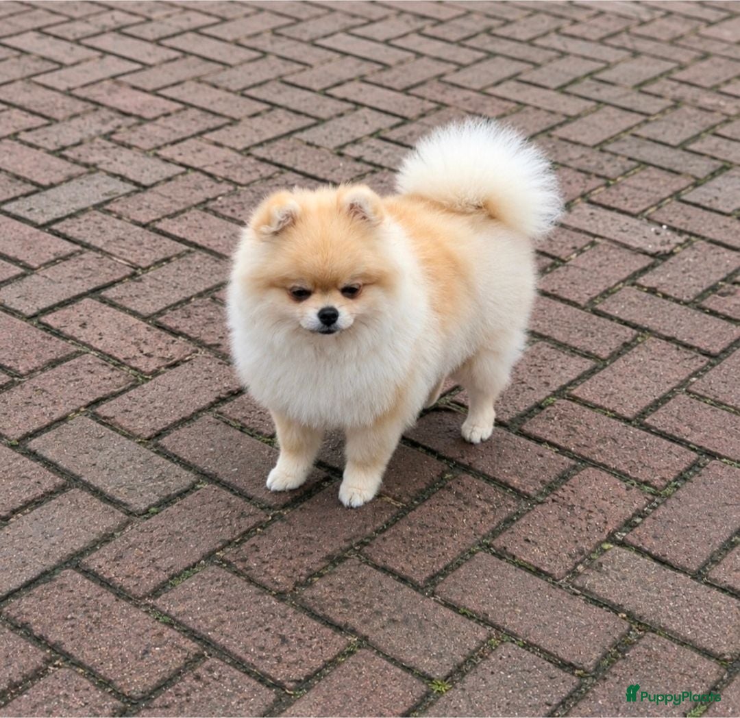 Pomeriaan honden Mooi klein pomeranian reutje - Advertentie 10