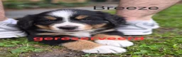 Berner Sennenhond honden te koop: Berner sennen pups - Advertentie 2