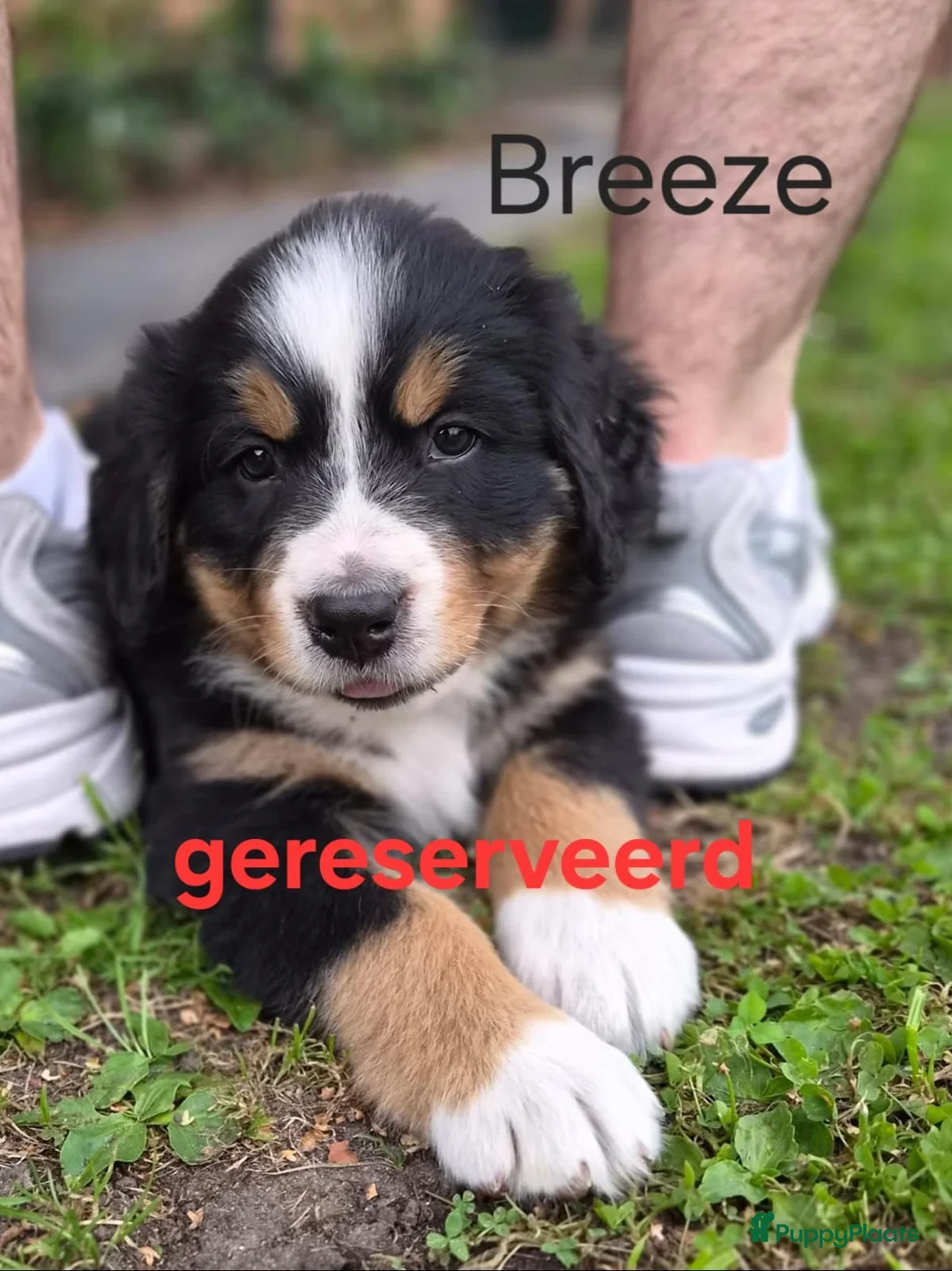 Berner Sennenhond honden te koop: Berner sennen pups - Advertentie 2