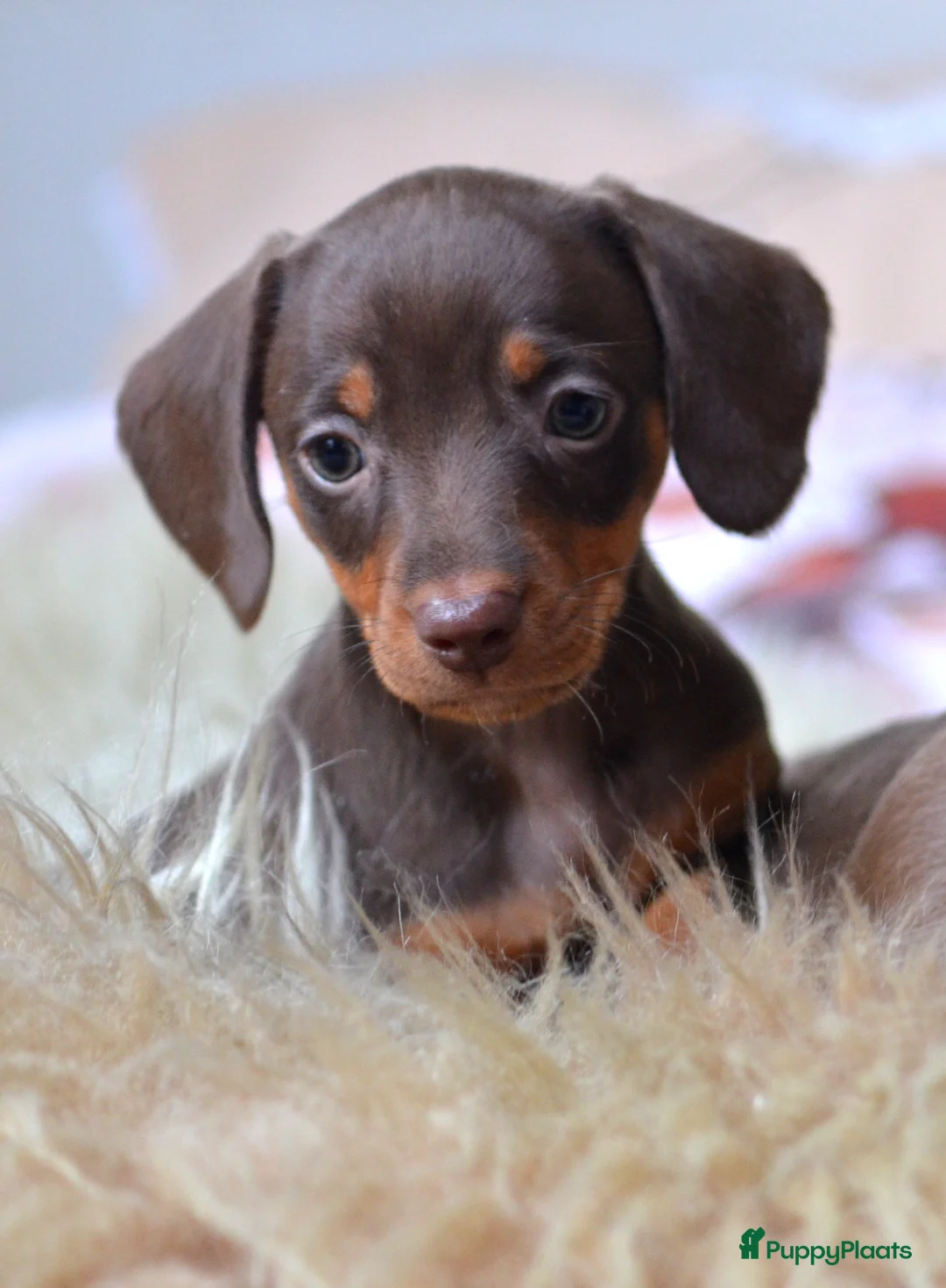 Teckel (korthaar)  honden te koop: Prachtige en lieve kortharige teckelpups. Teckel  - Advertentie 4