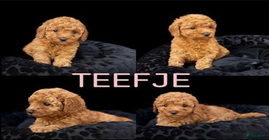 Poedel Toy honden - Advertentie 7