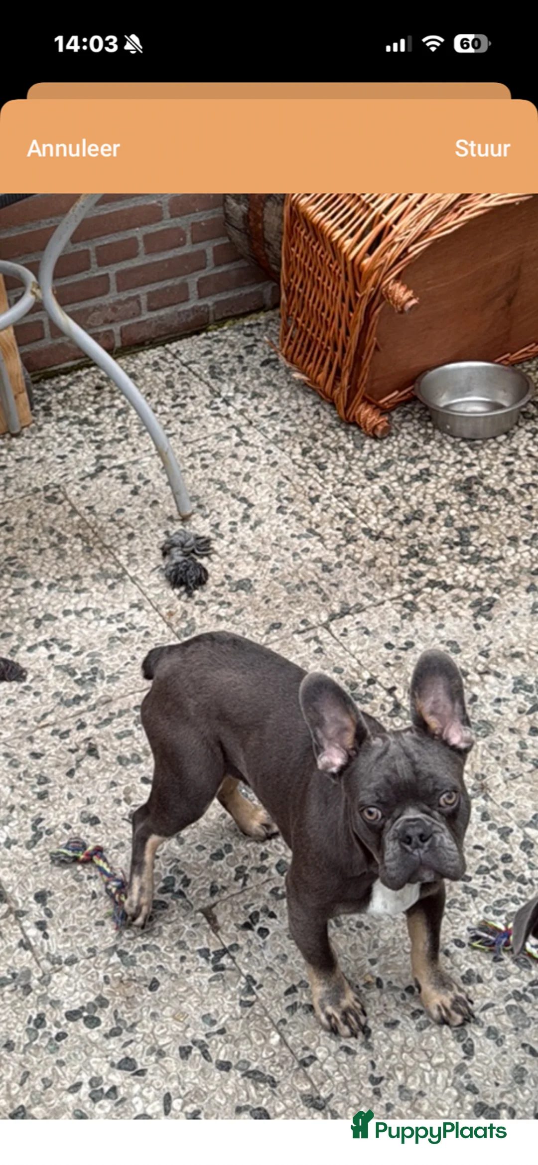Franse Bulldog honden te koop: Franse Bulldog reu  - Advertentie 2