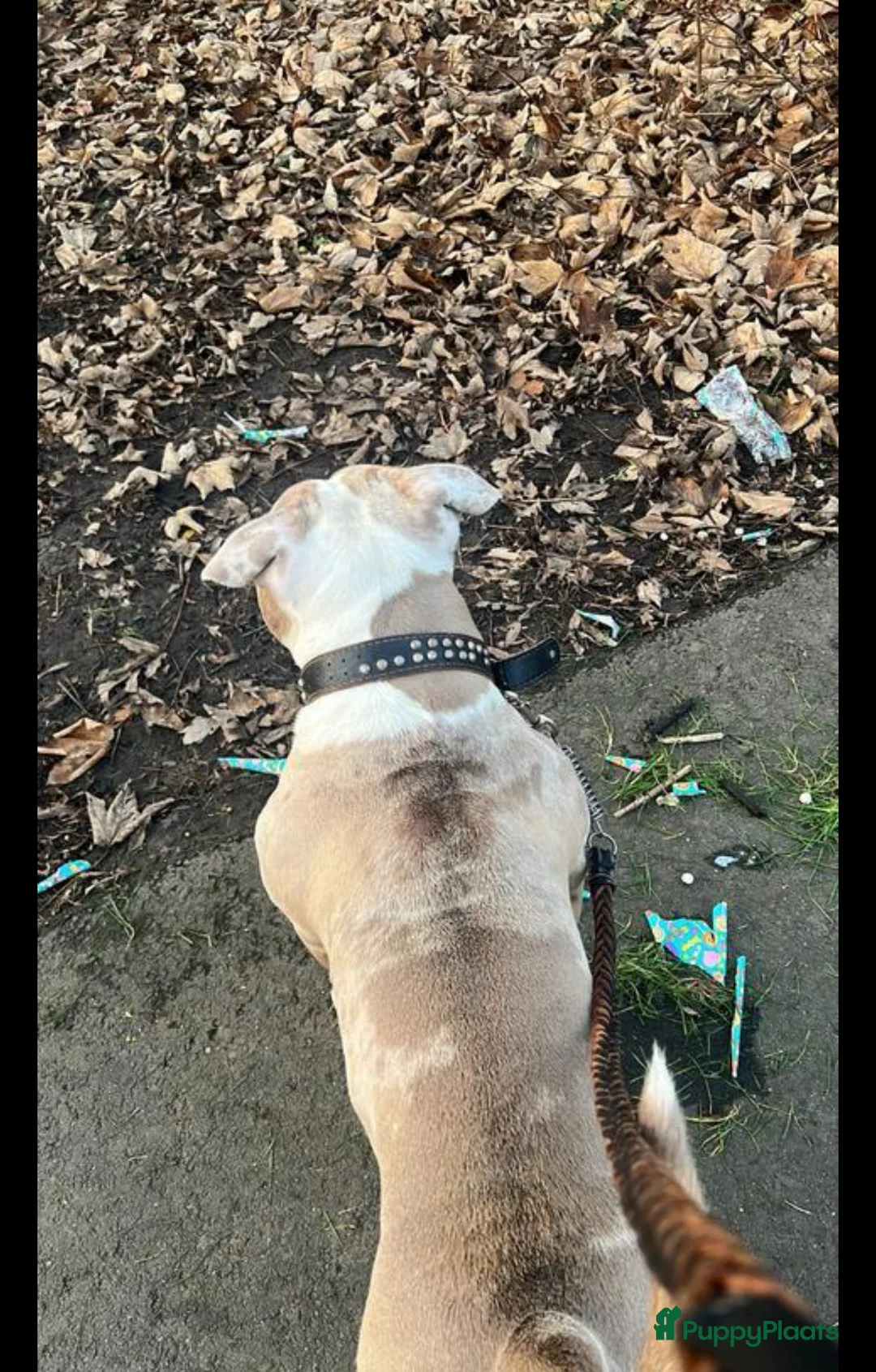 Amerikaanse Bully honden ter dekking: Amerikaanse bully standard dekreu - Advertentie 5