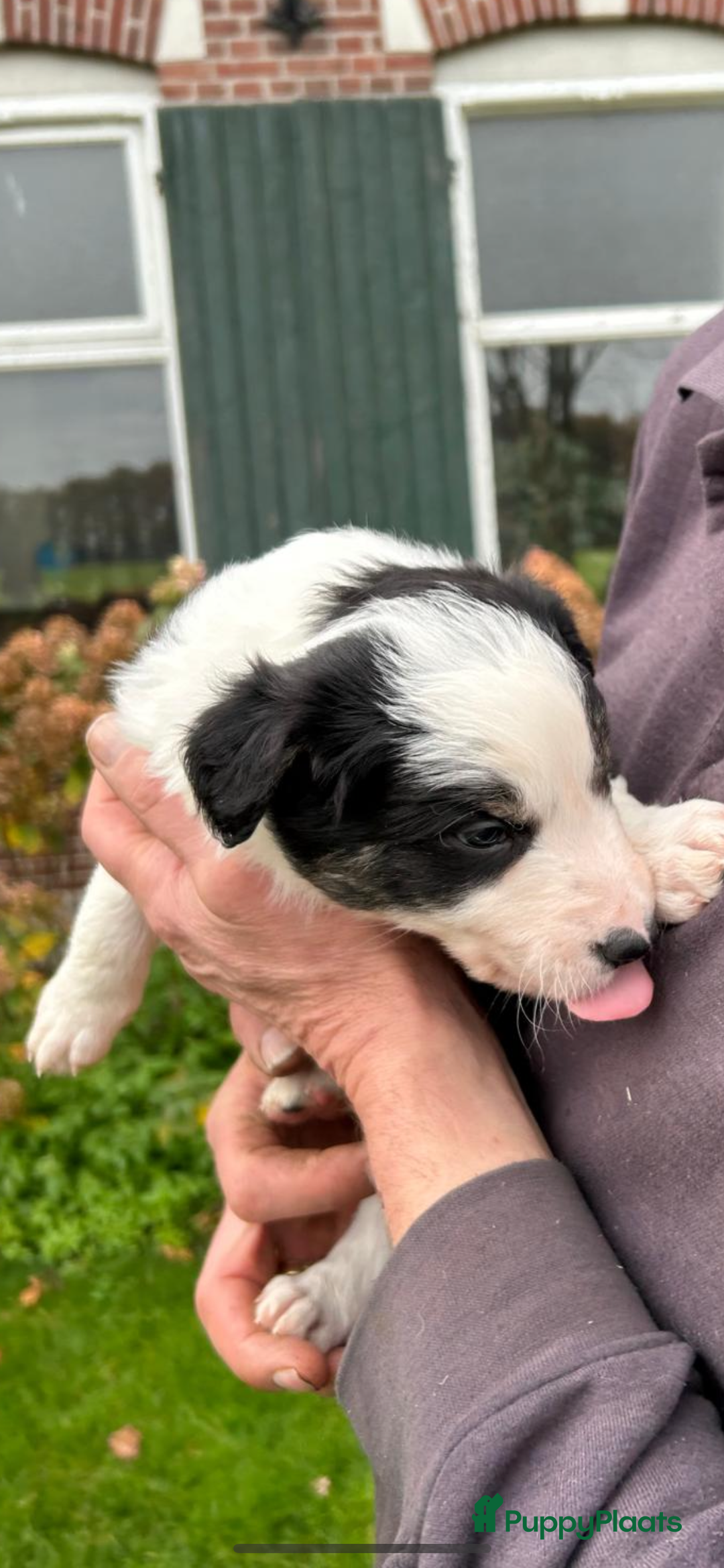 Border Collie honden te koop: Twee mooie bordercollie pups te koop - Advertentie 6