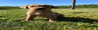 Kruising Puppy 1