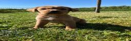 Kruising honden te koop: Kruising Labrador met Golden retriever - Advertentie 22