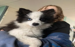 Pomsky honden te koop: F2 Pomsky pups in Zeewolde - Afbeelding 1