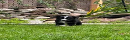 Australian Shepherd honden te koop: Aussie pups - Advertentie 8