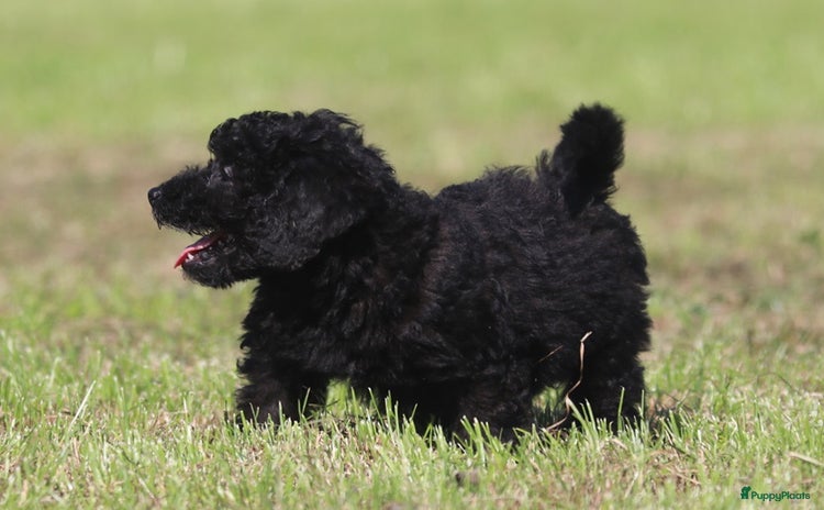 Kruising honden - Advertentie 4