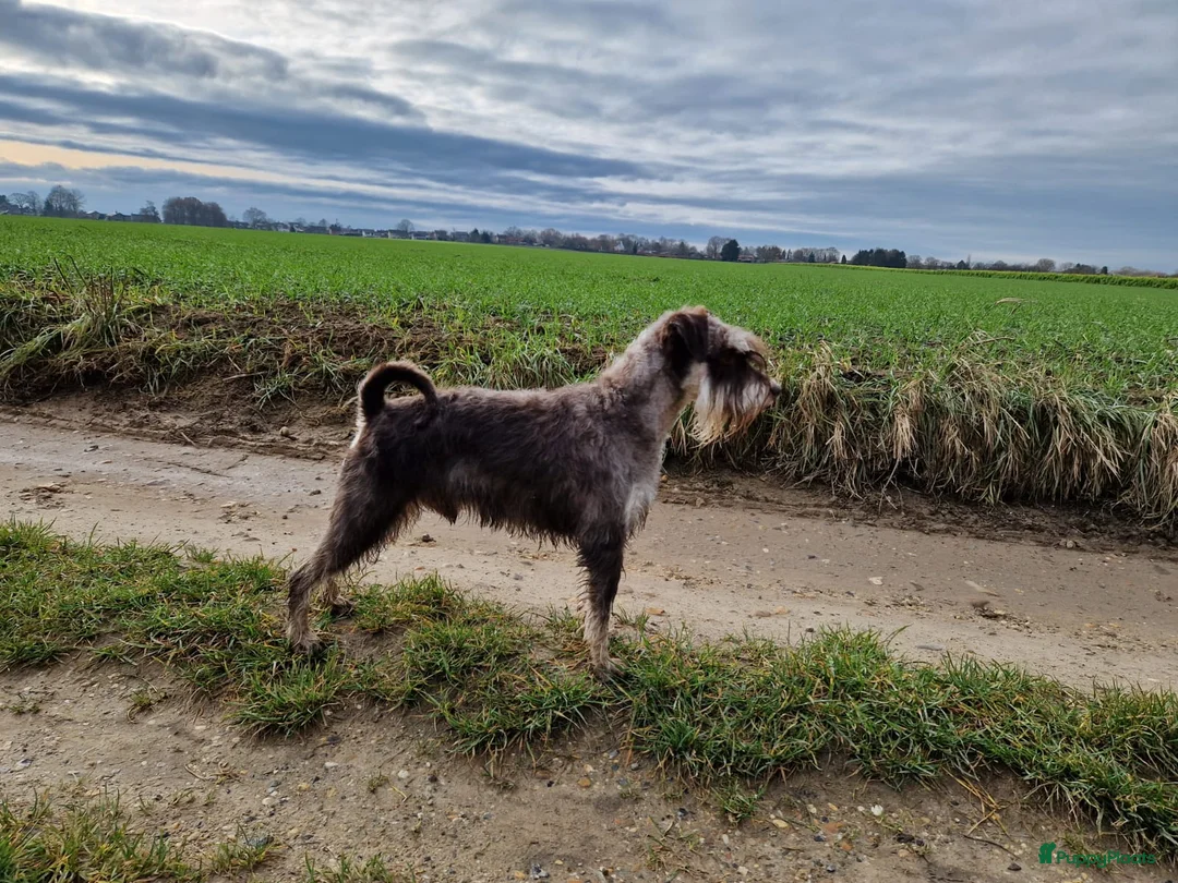 Dwergschnauzer honden te koop: Dwergschnauzers in liver/tan - Advertentie 2
