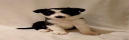 Border Collie honden te koop: Border Collie pups  - Advertentie 3