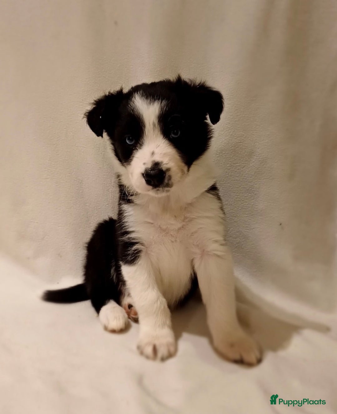 Border Collie honden te koop: Border Collie pups  - Advertentie 3