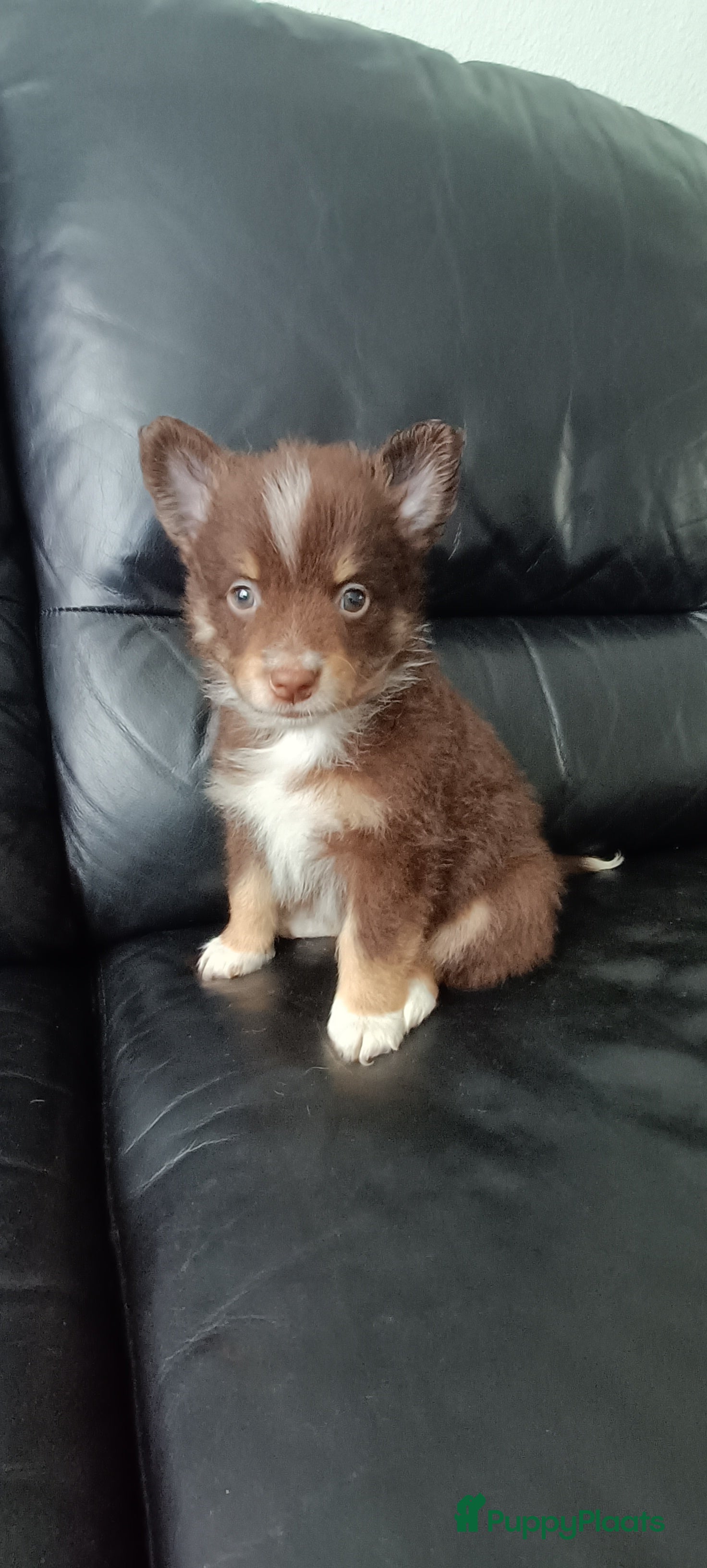 Kruising honden Chihuahua mix pups 3 reutjes - Advertentie 6