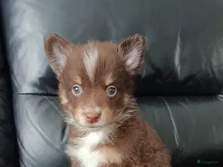 Kruising honden Chihuahua mix pups 3 reutjes - Advertentie 6