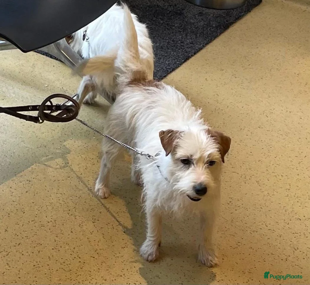 Jack Russel Terriër honden te koop: Jack Russel ruw - Advertentie 2