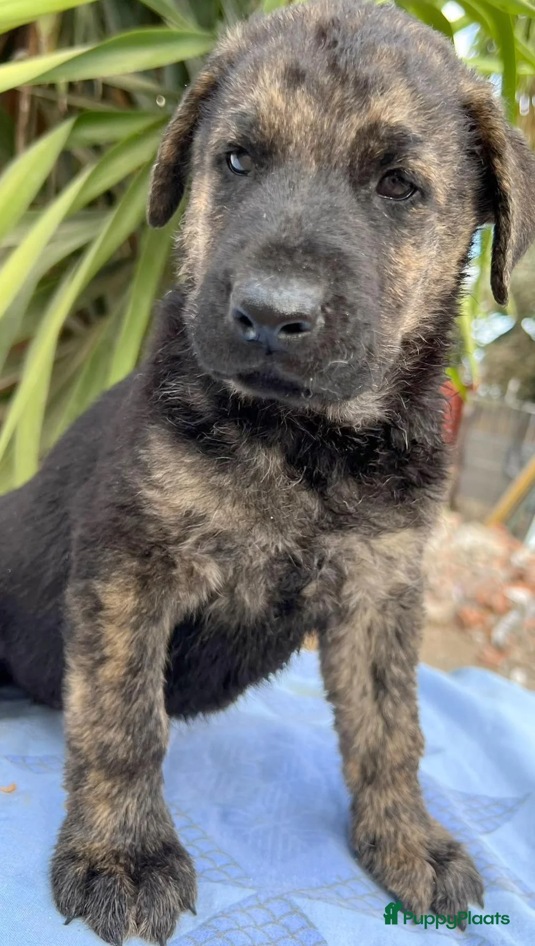 Kruising honden ter adoptie: jade deze meid zit op jouw te wachten  - Advertentie 1
