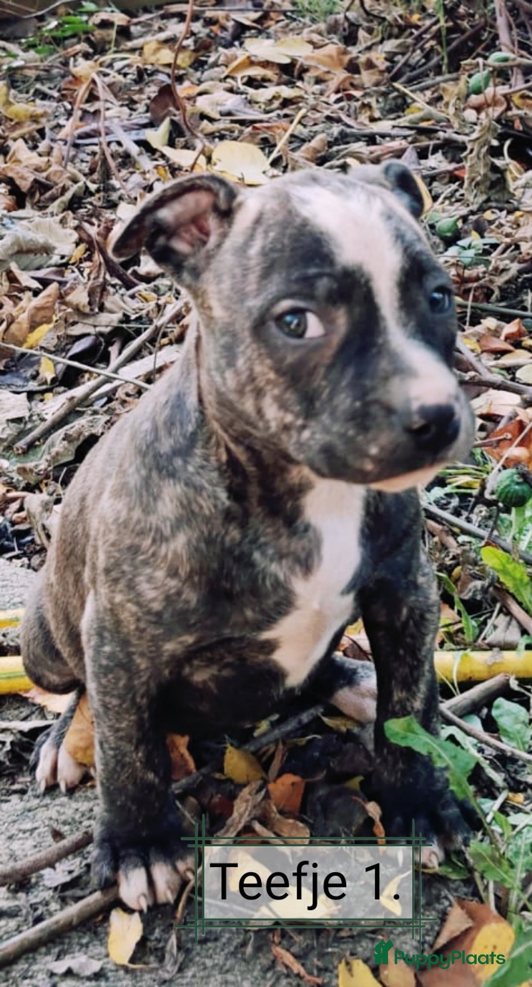 American Staffordshire Terriër honden te koop: Amerikaanse stafford pups  - Advertentie 2