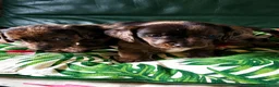 Teckel (korthaar)  honden te koop: Dwerg teckel pups Klaar voor hun nieuwe 4ever home - Advertentie 1