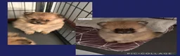 Kruising honden te koop: Kees/pomeriaan pups - Advertentie 1