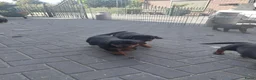 Rottweiler honden te koop: Rottweiler pups - Advertentie 9