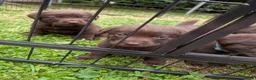 Labrador Retriever honden te koop: Prachtige super sociale labrador pups  - Advertentie 11