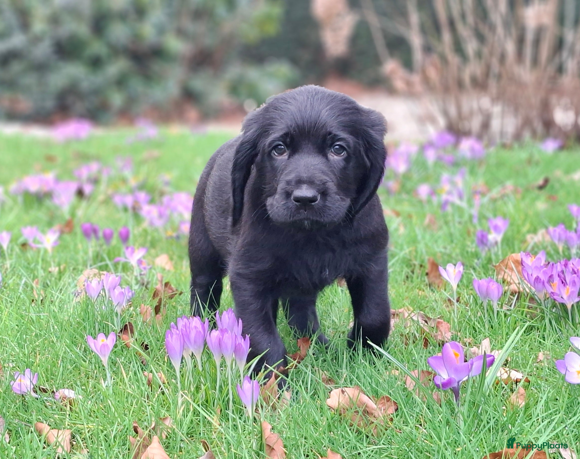 Kruising honden Labradoodle x Bloedhond / Zwitserse Senner pups - Advertentie 14