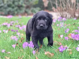 Kruising honden Labradoodle x Bloedhond / Zwitserse Senner pups - Advertentie 14