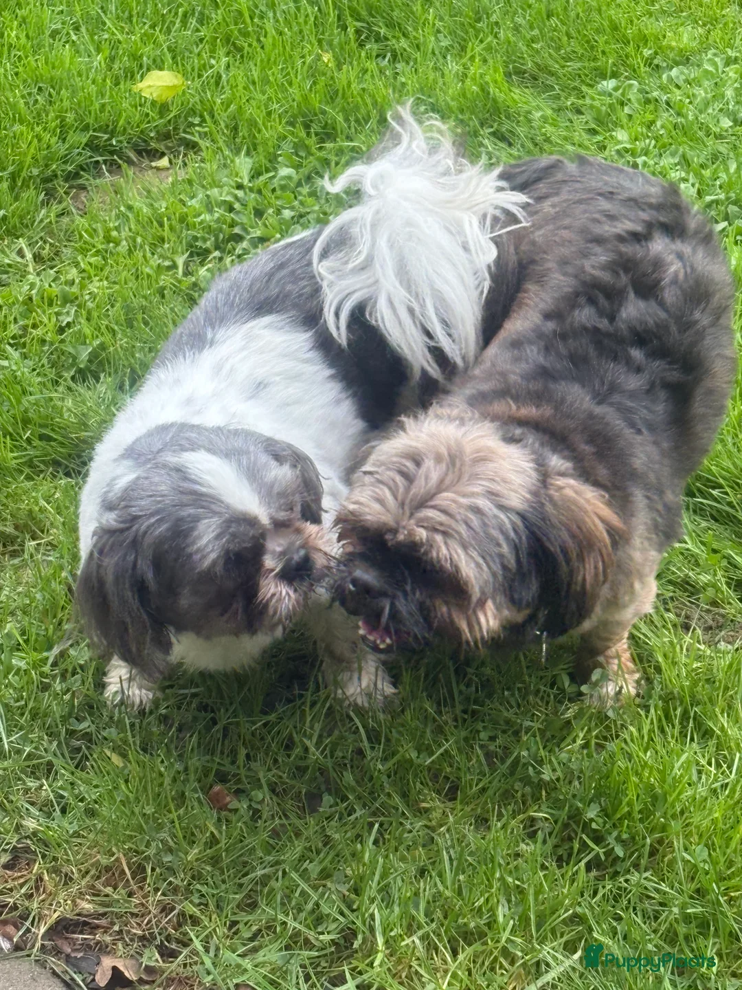 Shih Tzu honden te koop: Shih Tzu pups  - Advertentie 12