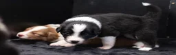Border Collie honden te koop: Border collie pups met FCI stamboom - Advertentie 3