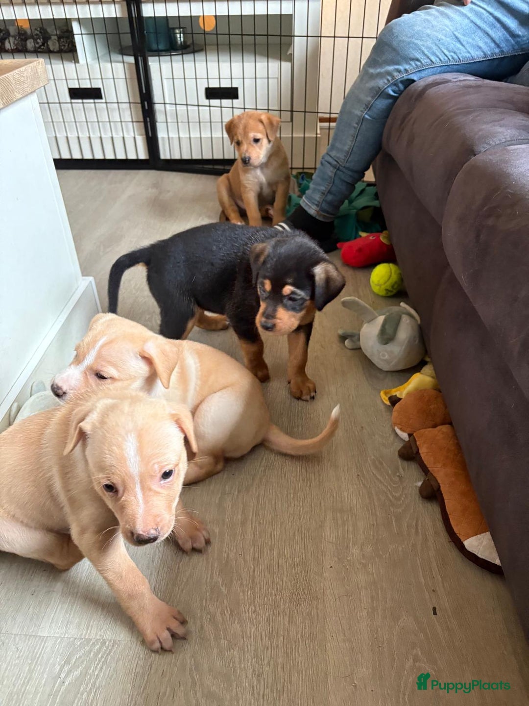 Kruising honden te koop: Lieve aanhankelijke kruising pups - Advertentie 5