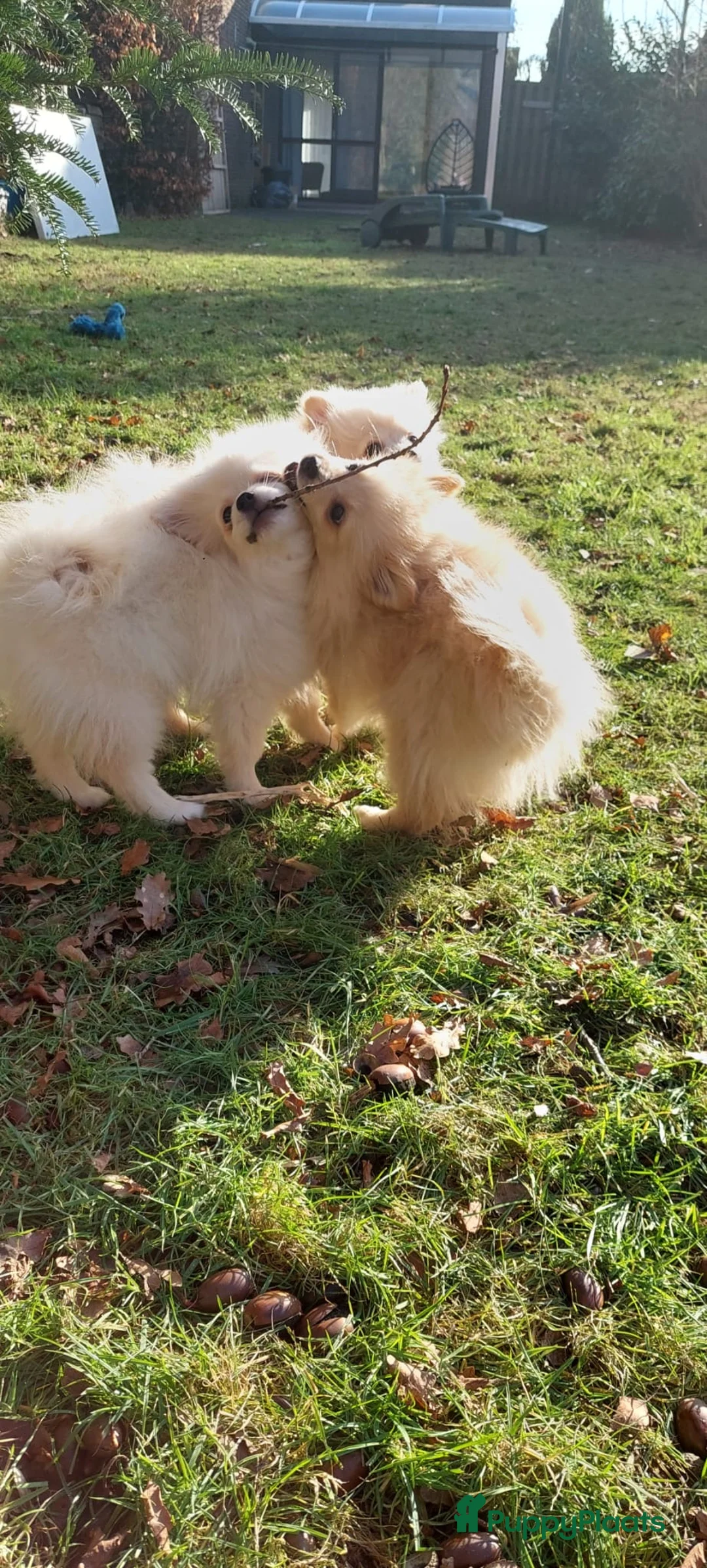 Pomeriaan honden te koop: drie pluizige baby's - Advertentie 2