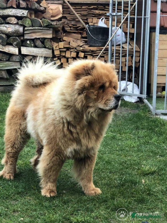 Chow Chow honden Ter dekking: Chow Chow Oost-Vlaanderen in Nijkerk - Advertentie 16