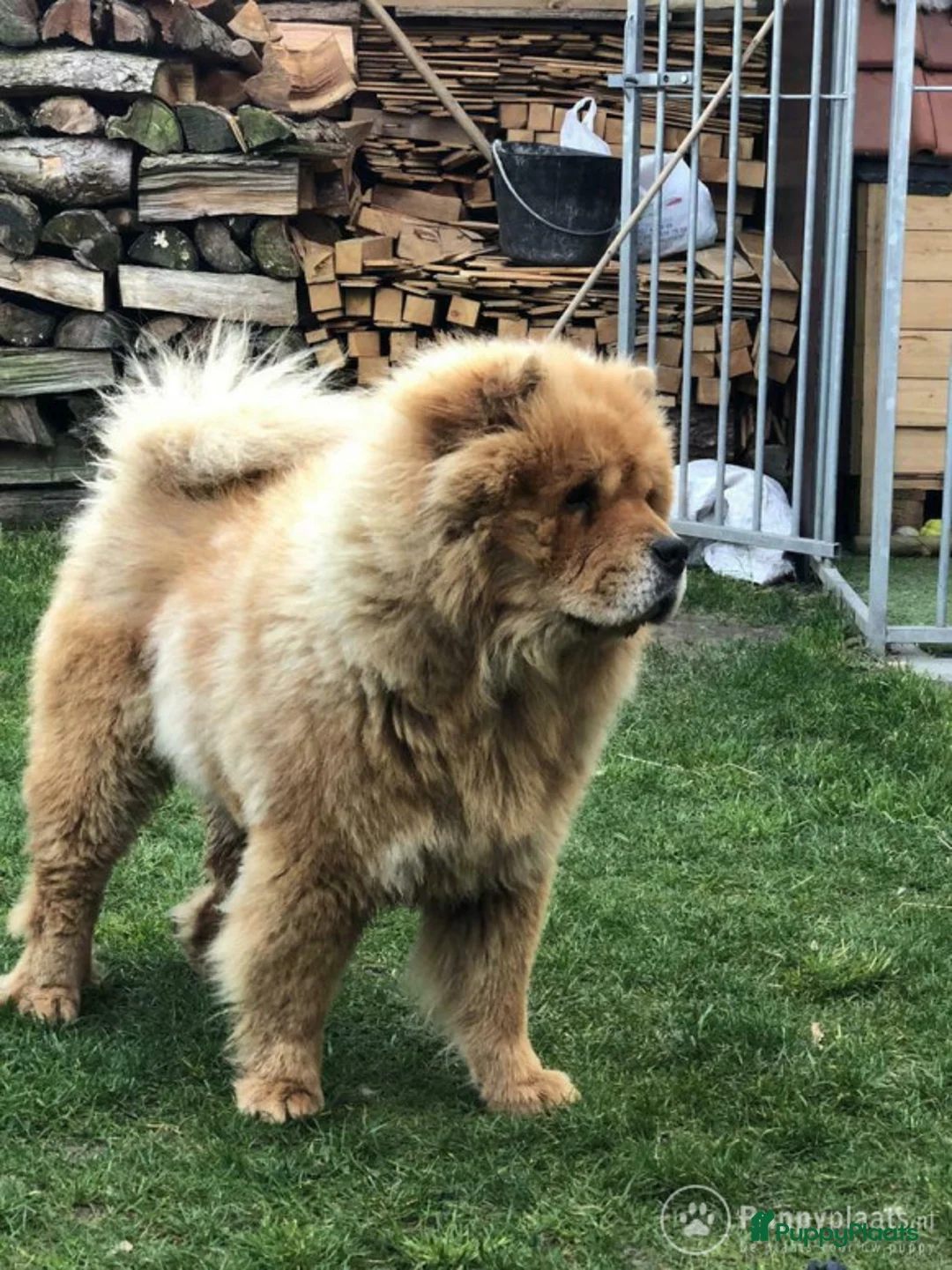 Chow Chow honden ter dekking: Ter dekking: Chow Chow Oost-Vlaanderen in Nijkerk - Advertentie 1