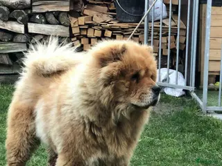 Chow Chow honden Ter dekking: Chow Chow Oost-Vlaanderen in Nijkerk - Advertentie 3