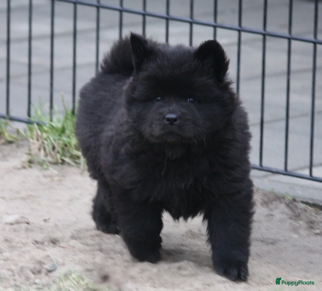 Chow Chow honden te koop: Chow Chow pups teefjes zwart - Advertentie 6
