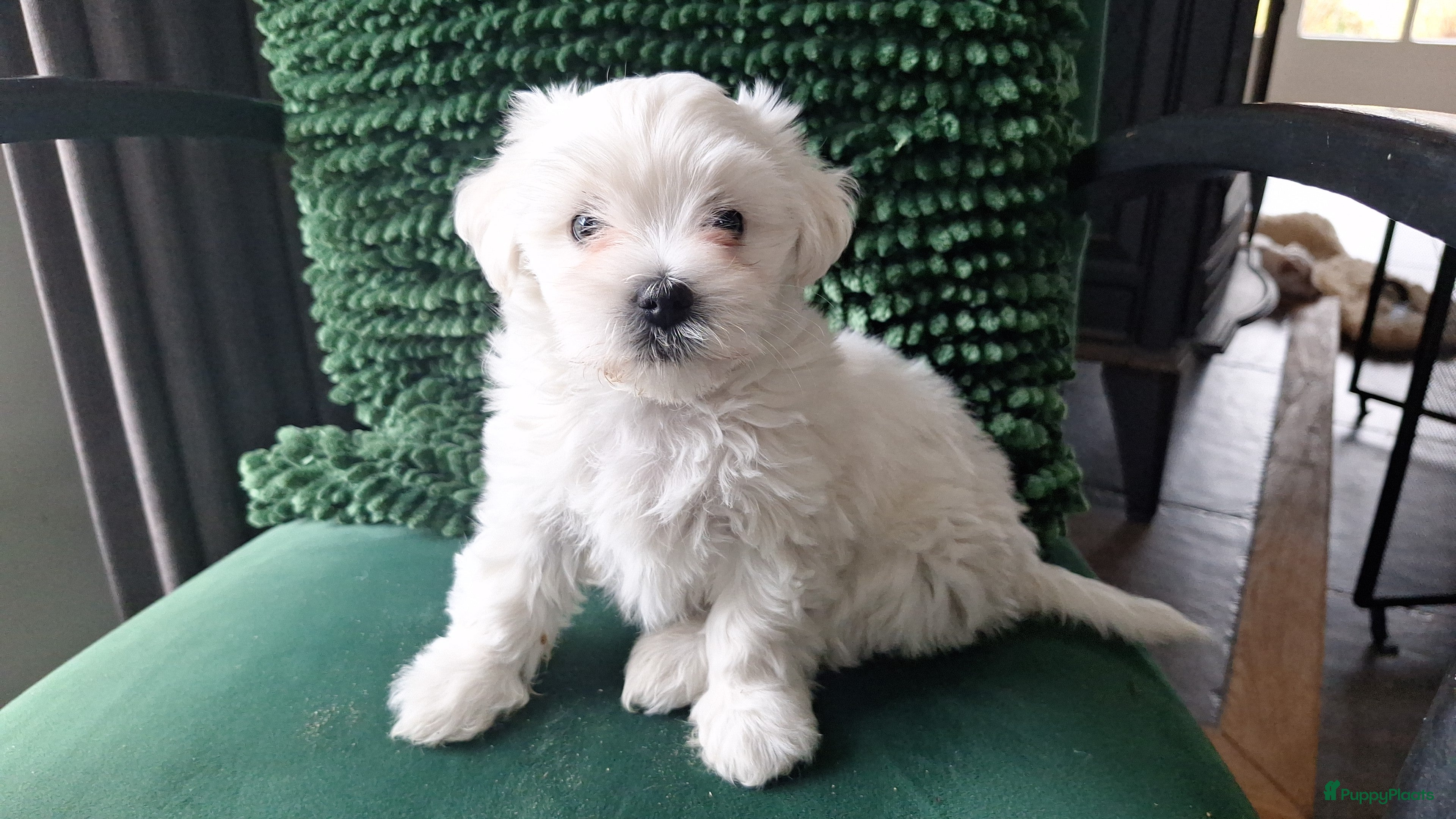 Maltezer honden Maltezer leeuwtje. Rasecht.  - Advertentie 1