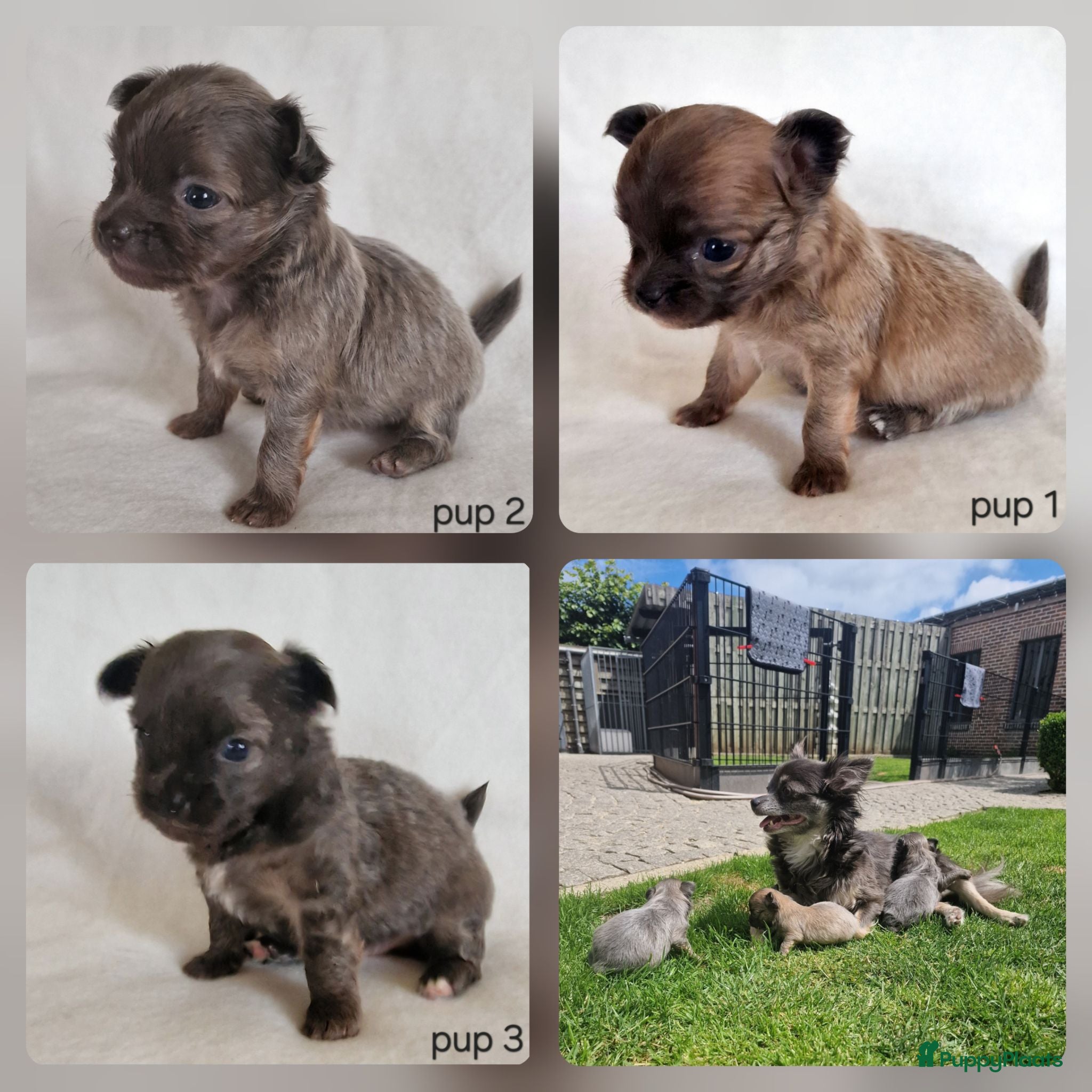 Chihuahua honden Chihuahua pups - Advertentie 1