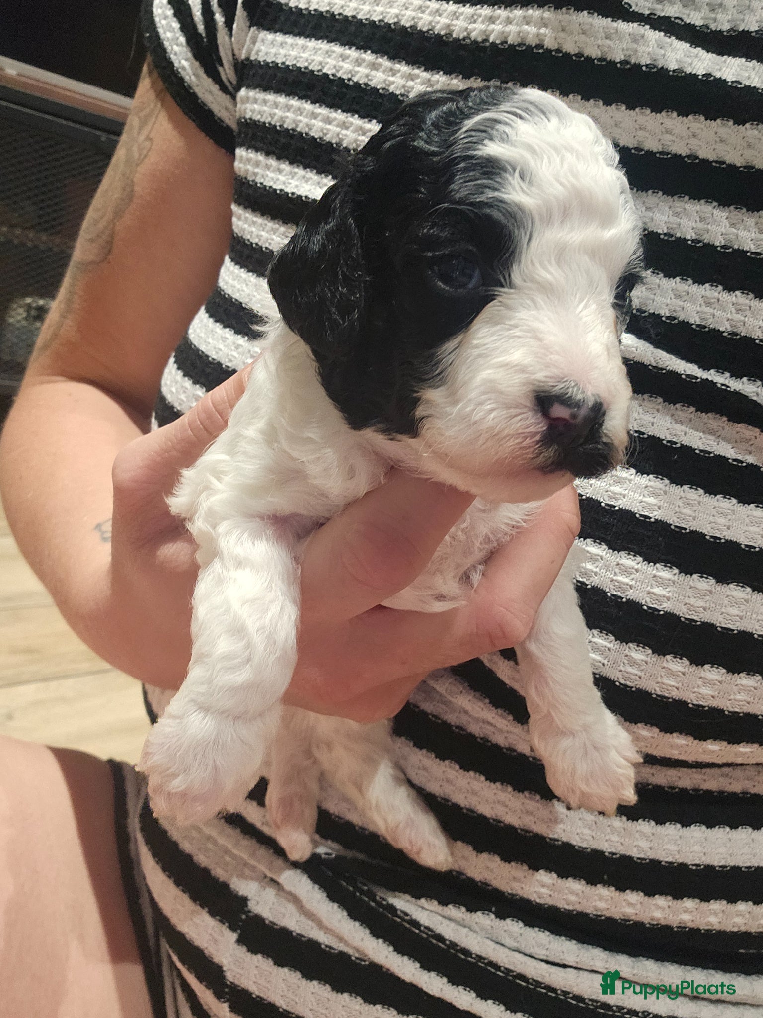 Poedel Toy honden te koop: Knappe toy poedel pups - Advertentie 14