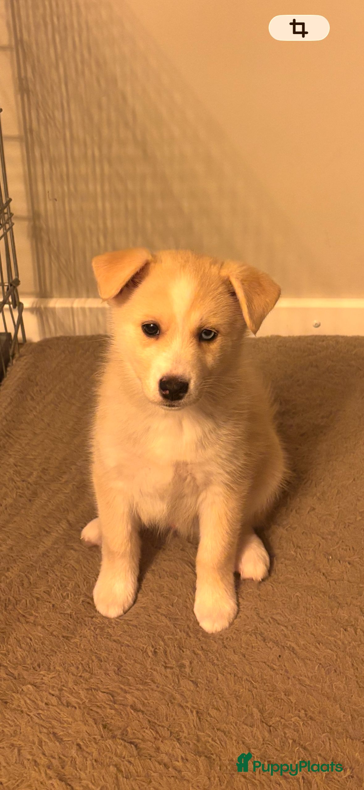 Pomsky honden Pomsky pup te koop 1 reu💙 beige-wit  - Advertentie 1