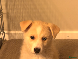 Pomsky honden Pomsky pup te koop 1 reu💙 beige-wit - Advertentie 1