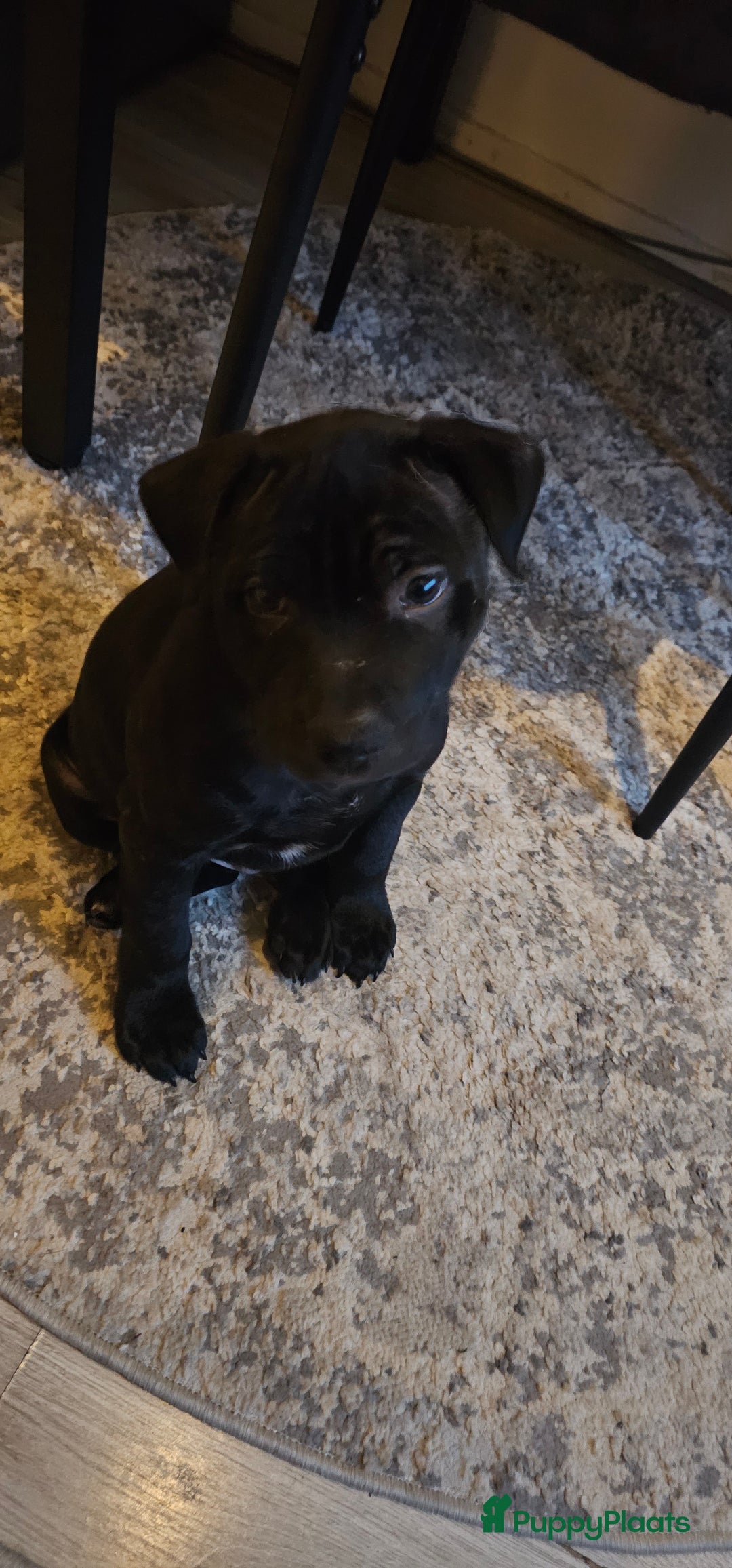 Engelse Stafford honden te koop: Engelse Staffordshire Bull terrier, Laatse Pup! - Advertentie 3