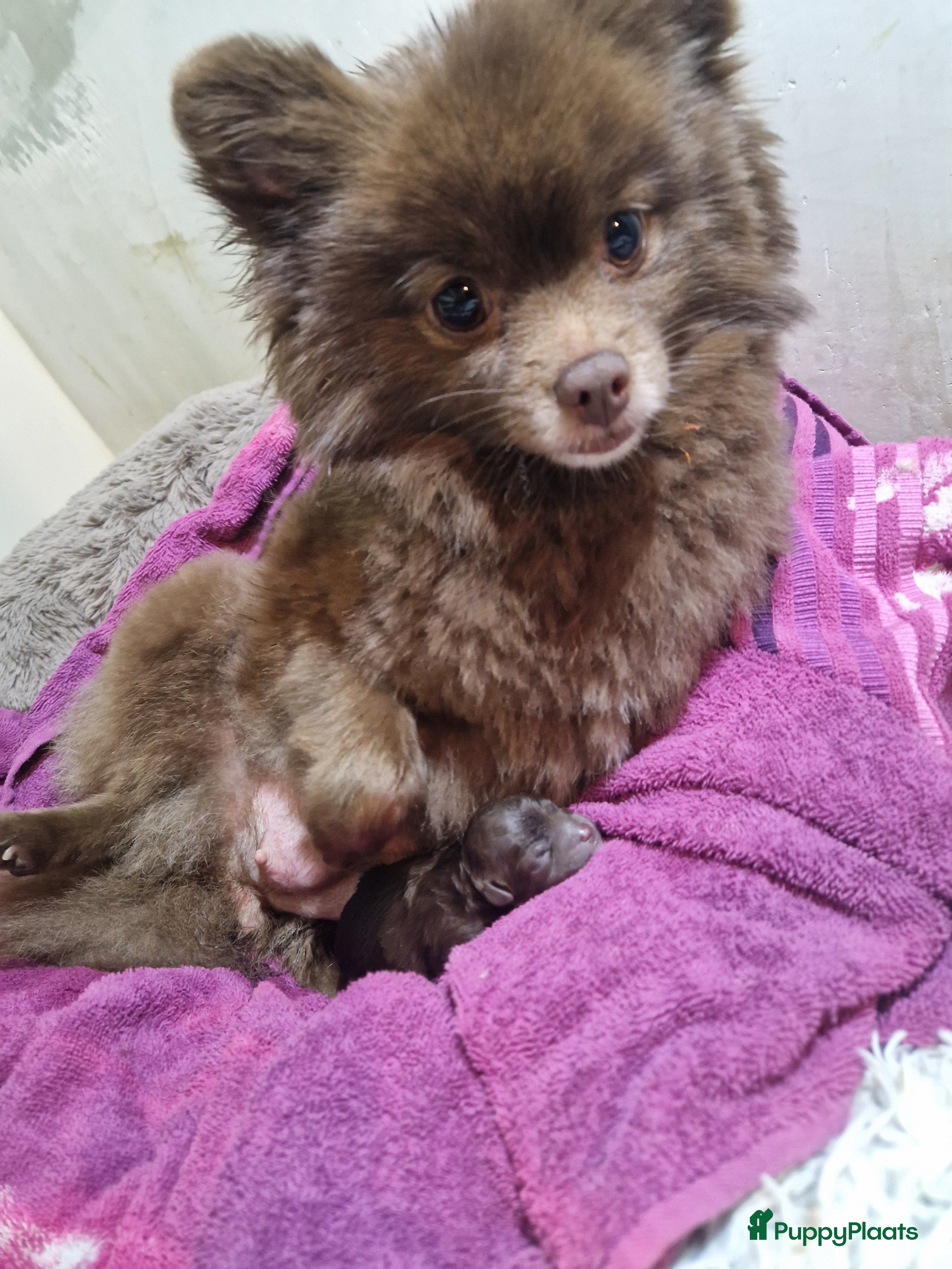 Kruising honden Pompoo puppy s - Advertentie 1