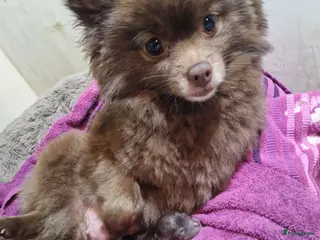 Kruising honden Pompoo puppy s - Advertentie 5