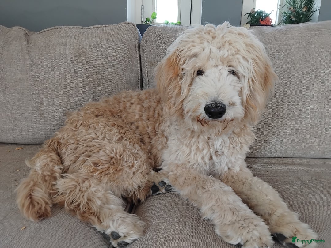 Labradoodle honden te koop: Buddy (Labradoodle 5b) - Advertentie 4