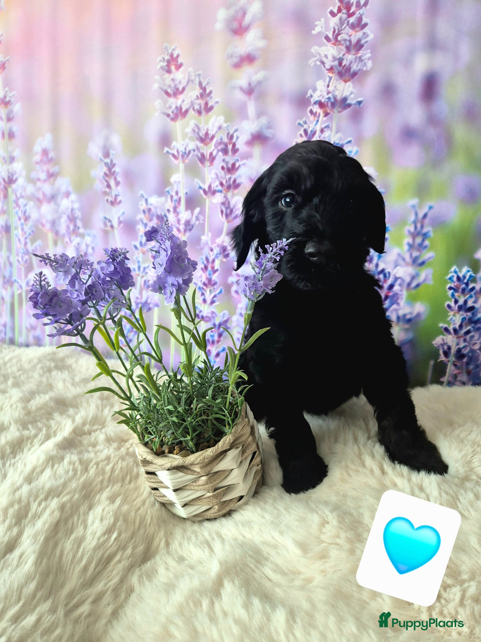 Labradoodle honden Multigen labradoodles 6 weken oud - Advertentie 2