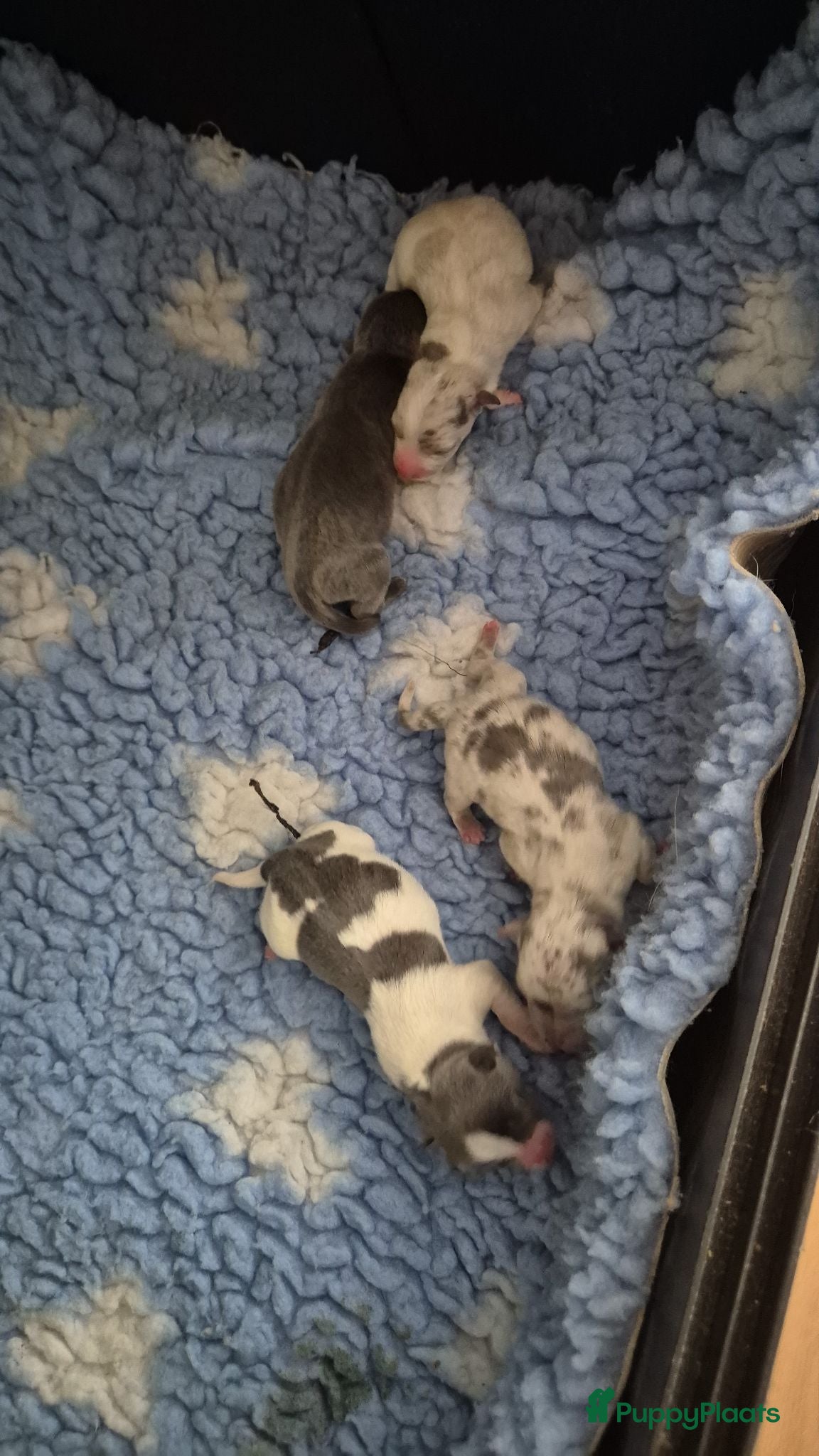 Kruising honden Weer 4 prachtige pups geboren - Advertentie 3