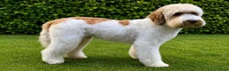 Labradoodle honden te koop: Mooie kleine labradoodles - Advertentie 10